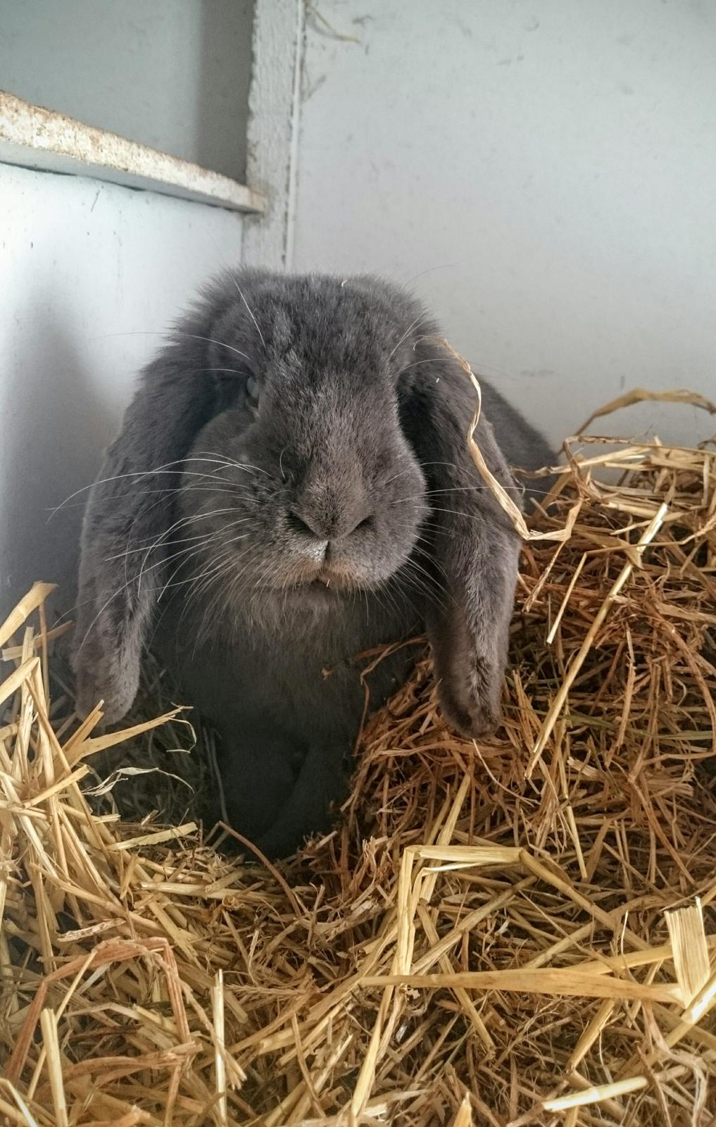 Kanin Karma fransk vædder  - karma. 11 måneder, april 2017 billede 21