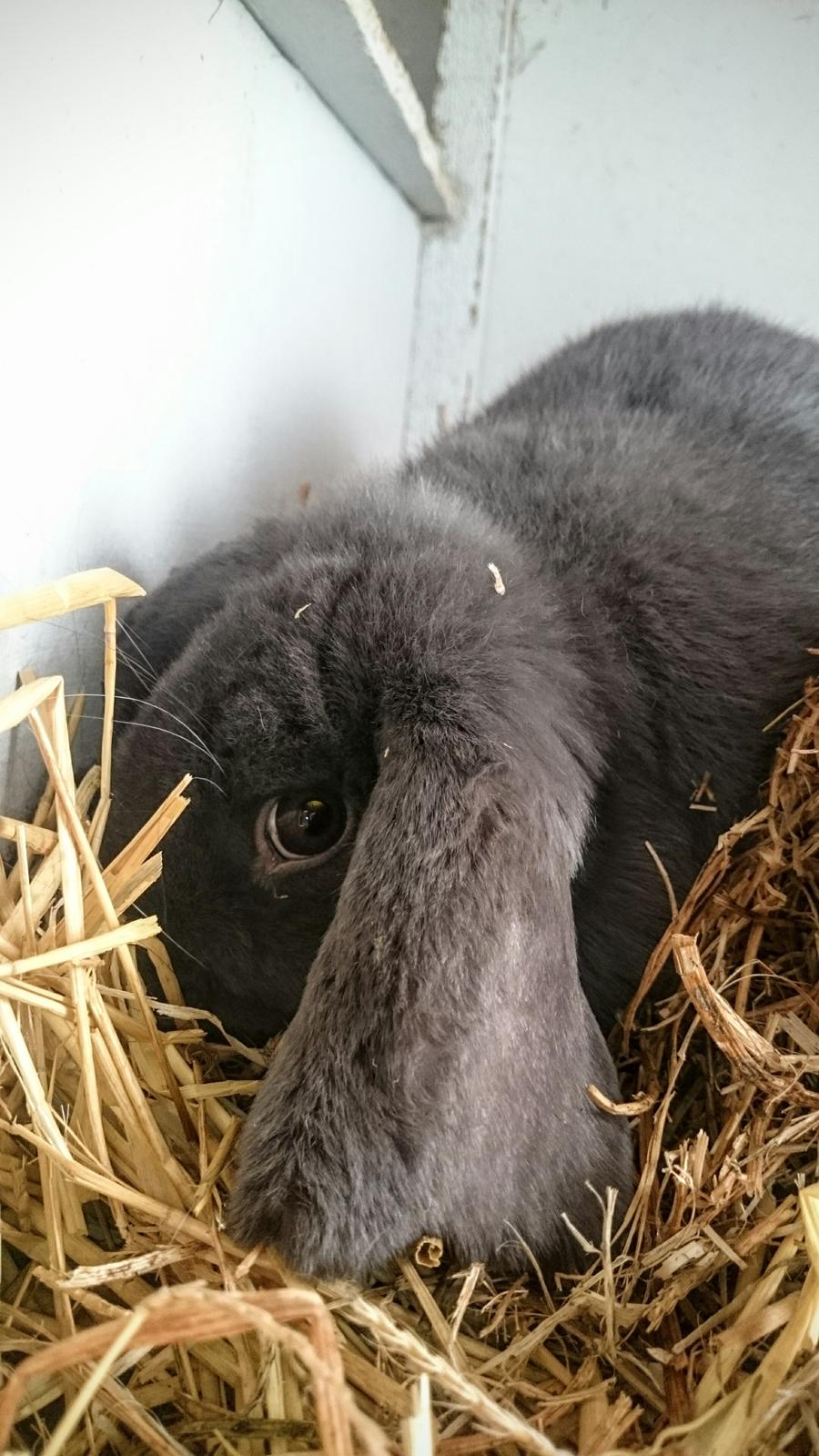 Kanin Karma fransk vædder  - karma. 11 måneder, april 2017 billede 22