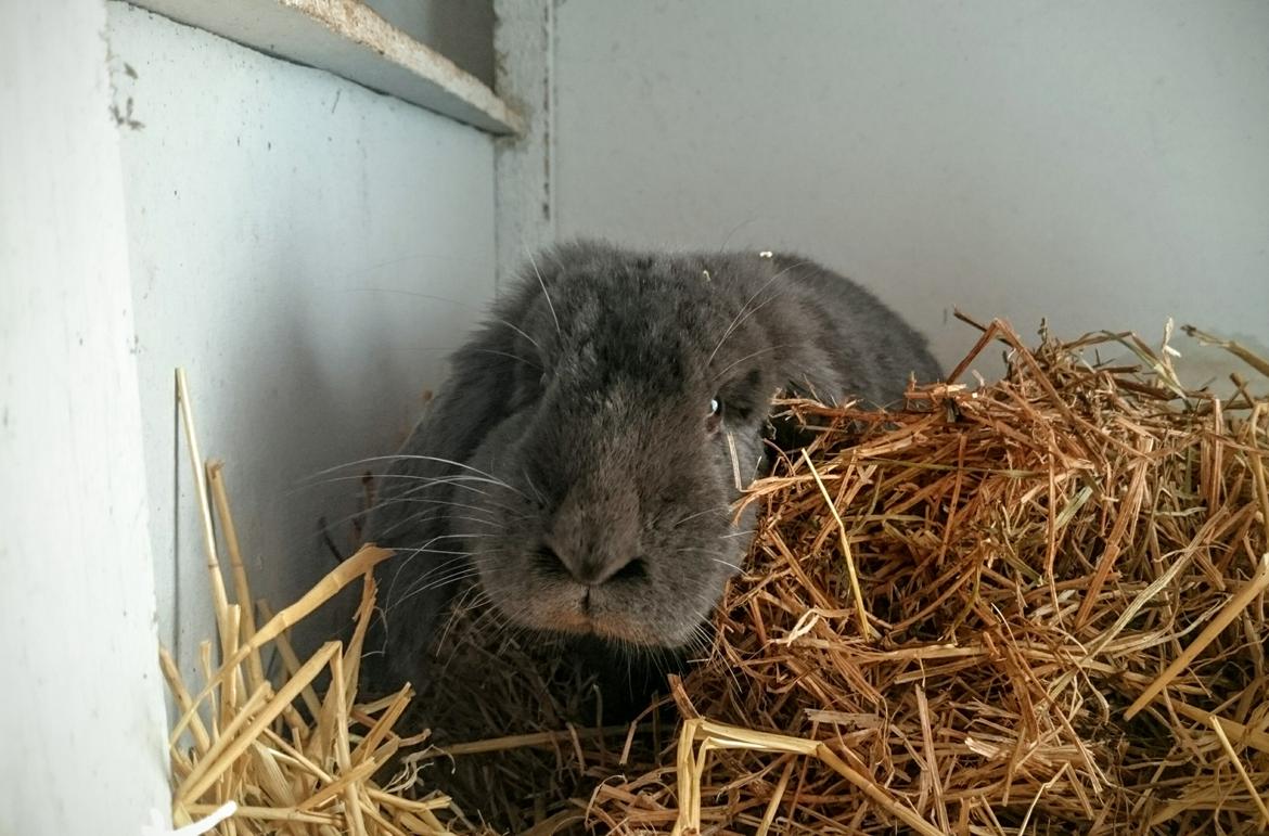 Kanin Karma fransk vædder  - karma. 11 måneder, april 2017 billede 24
