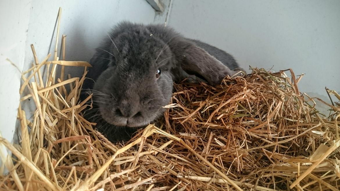 Kanin Karma fransk vædder  - karma. 11 måneder, april 2017 billede 23