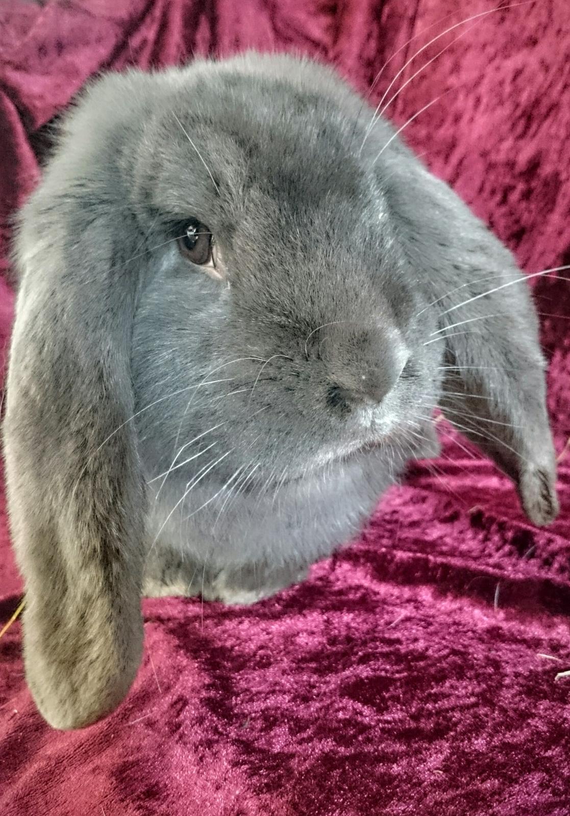 Kanin Karma fransk vædder  - Karma, 10 måneder, marts 2017 billede 26