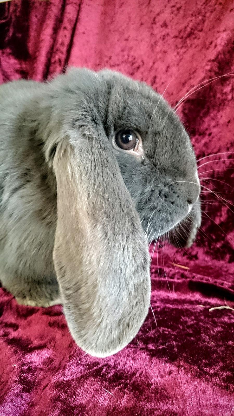 Kanin Karma fransk vædder  - Karma, 10 måneder, marts 2017 billede 29