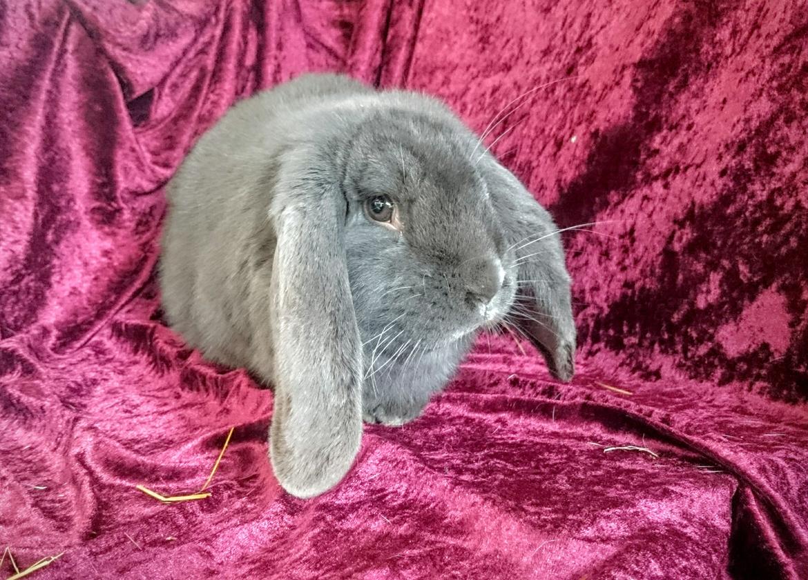 Kanin Karma fransk vædder  - Karma, 10 måneder, marts 2017 billede 30