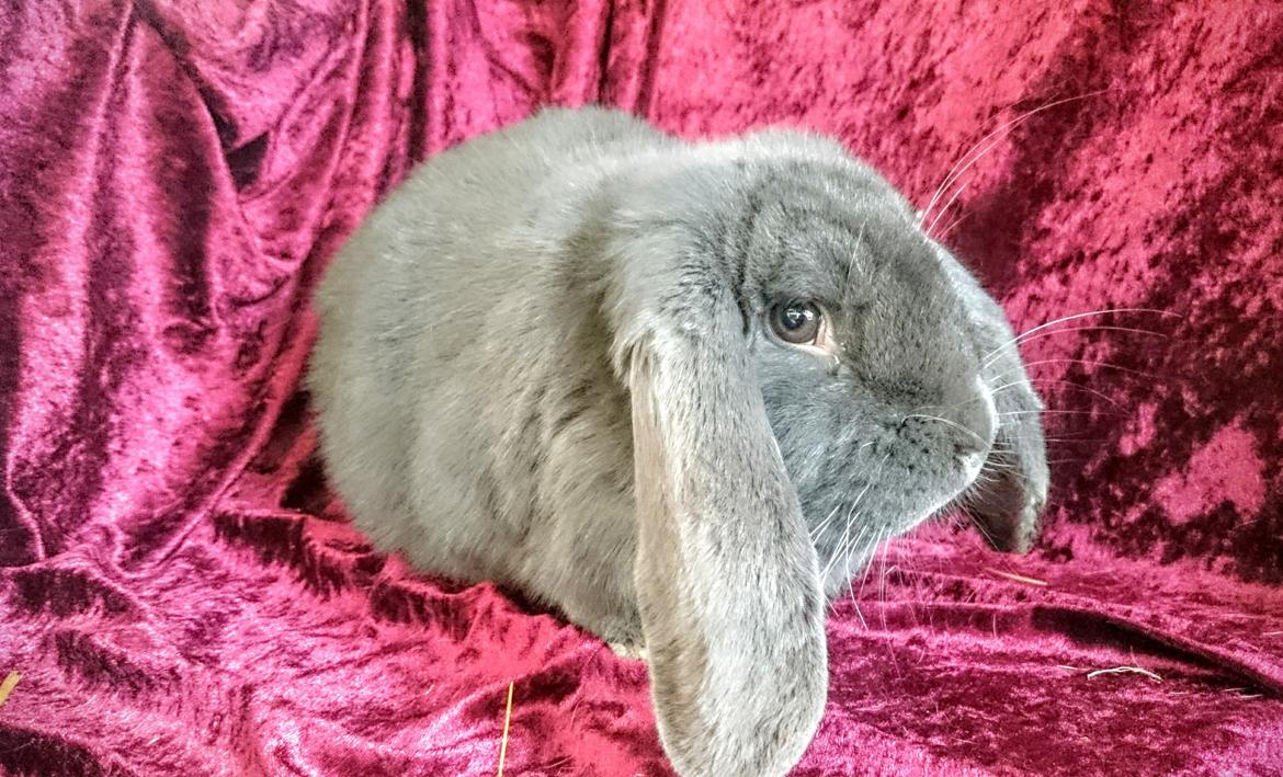 Kanin Karma fransk vædder  - Karma, 10 måneder, marts 2017 billede 31