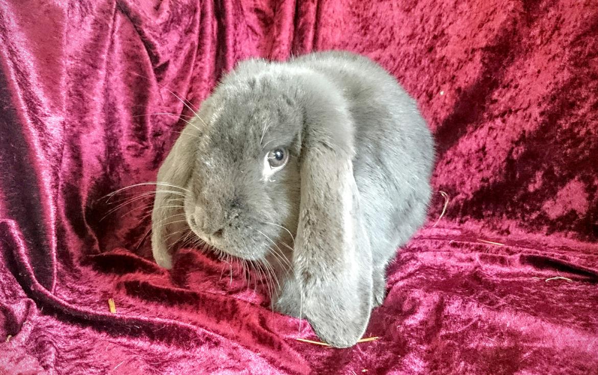 Kanin Karma fransk vædder  - Karma, 10 måneder, marts 2017 billede 32