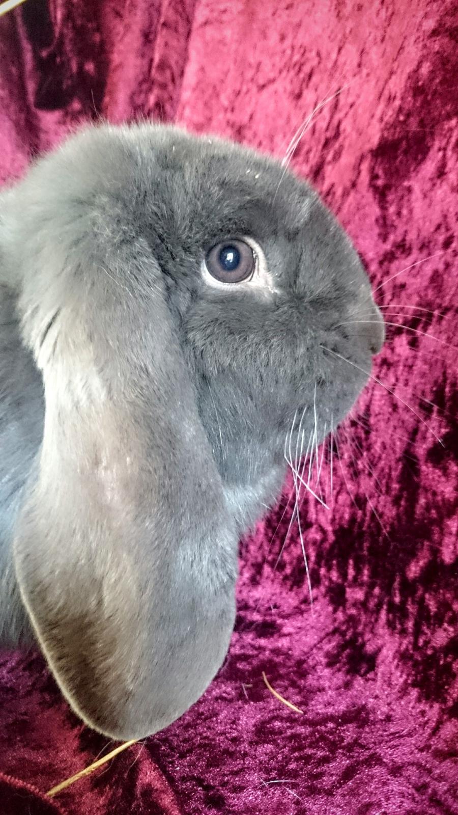 Kanin Karma fransk vædder  - Karma, 10 måneder, marts 2017 billede 33