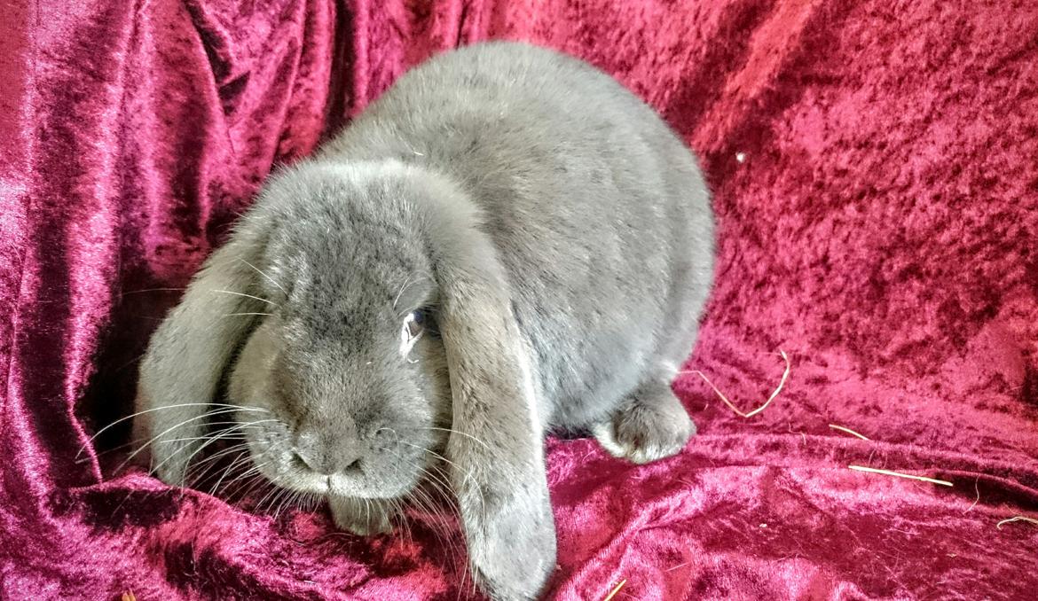 Kanin Karma fransk vædder  - Karma, 10 måneder, marts 2017 billede 34