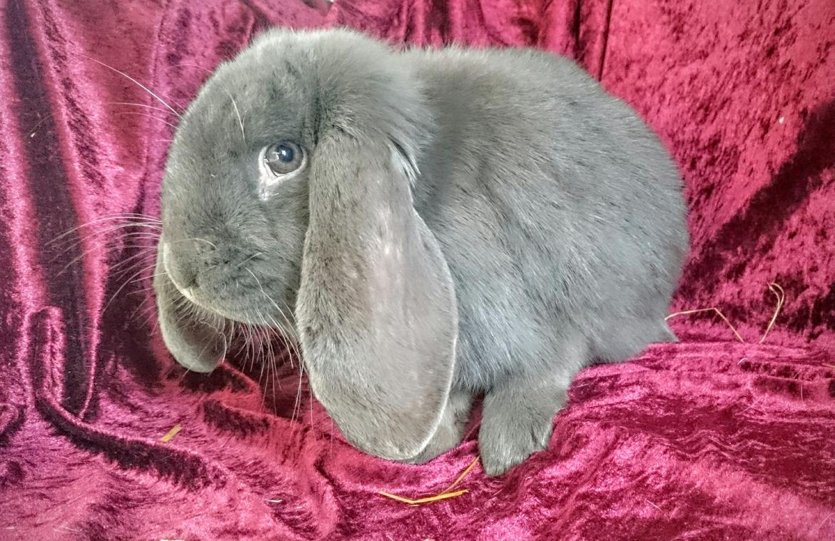 Kanin Karma fransk vædder  - Karma, 10 måneder, marts 2017 billede 28