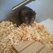 Hamster Hamsterhusets Obsidian *RIP*