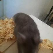 Hamster Hamsterhusets Obsidian *RIP*