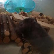 Hamster Hamsterhusets Obsidian *RIP*