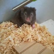 Hamster Hamsterhusets Obsidian *RIP*