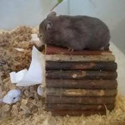 Hamster Hamsterhusets Obsidian *RIP*