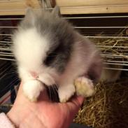 Kanin Olaf teddy bunny 