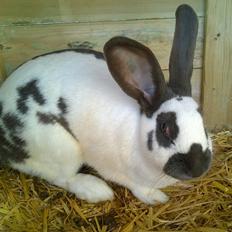 Kanin Plet - Tysk Kæmpe Schecke 