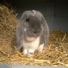 Kanin Hel - Fransk Vædder 