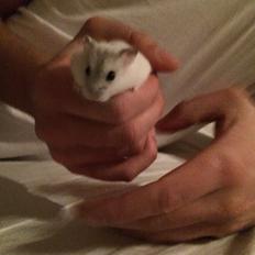 Dværghamster Nelson