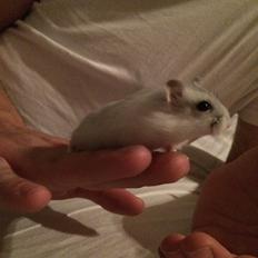 Dværghamster Nelson