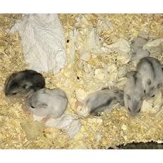 Dværghamster Nelson