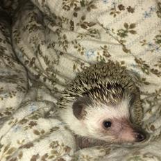 Pindsvin Rocco - Gået bort