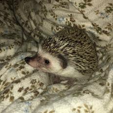 Pindsvin Rocco - Gået bort