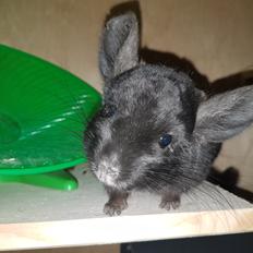 Chinchilla Hera
