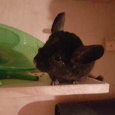 Chinchilla Hera