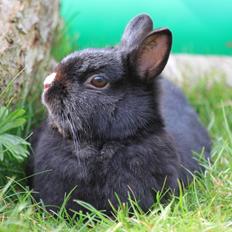 Kanin Romeo's Snefnug (Hermelin)