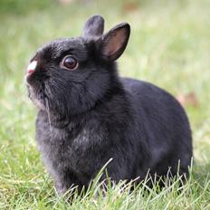 Kanin Romeo's Snefnug (Hermelin)