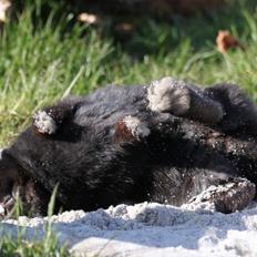 Kanin Romeo's Snefnug (Hermelin)