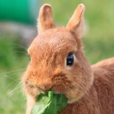 Kanin Klaken's Fiona (Hermelin)