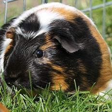 Marsvin Koreskas UMAWADEE