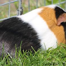 Marsvin Koreskas UMAWADEE