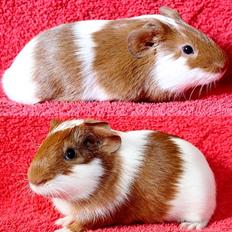 Marsvin Koreskas ANNA BELLA