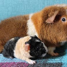 Marsvin Koreskas CHALLENCE