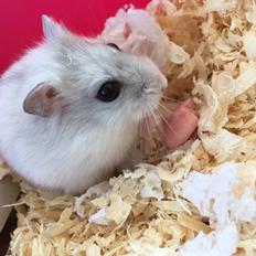 Dværghamster Unavngivet