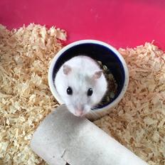 Dværghamster Unavngivet