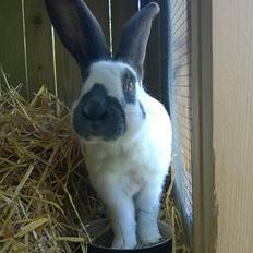 Kanin Plet - Tysk Kæmpe Schecke 