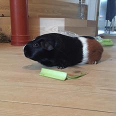 Marsvin Cavy Cats Too Butch To Be A Bitch