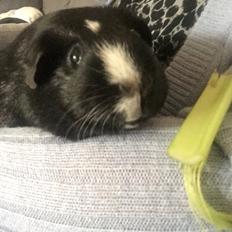 Marsvin Cavy Cats Too Butch To Be A Bitch