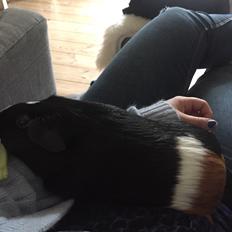 Marsvin Cavy Cats Too Butch To Be A Bitch