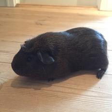 Marsvin Baun's Honky Dory