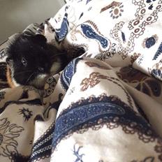 Marsvin Cleo Arthur Ferdinand