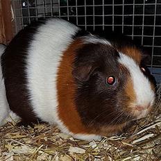 Marsvin Bøgebos MALAI