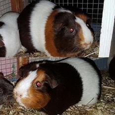 Marsvin Bøgebos MALAI