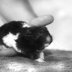 Hamster Theodore |Guldhamster|