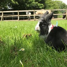 Kanin Prínsessa Navajo