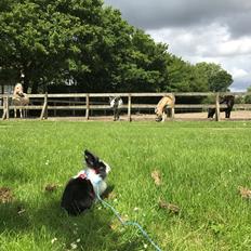 Kanin Prínsessa Navajo