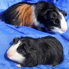 Marsvin Koreskas SHINY KAHLI 