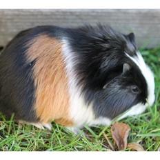 Marsvin Koreskas SHINY KAHLI 